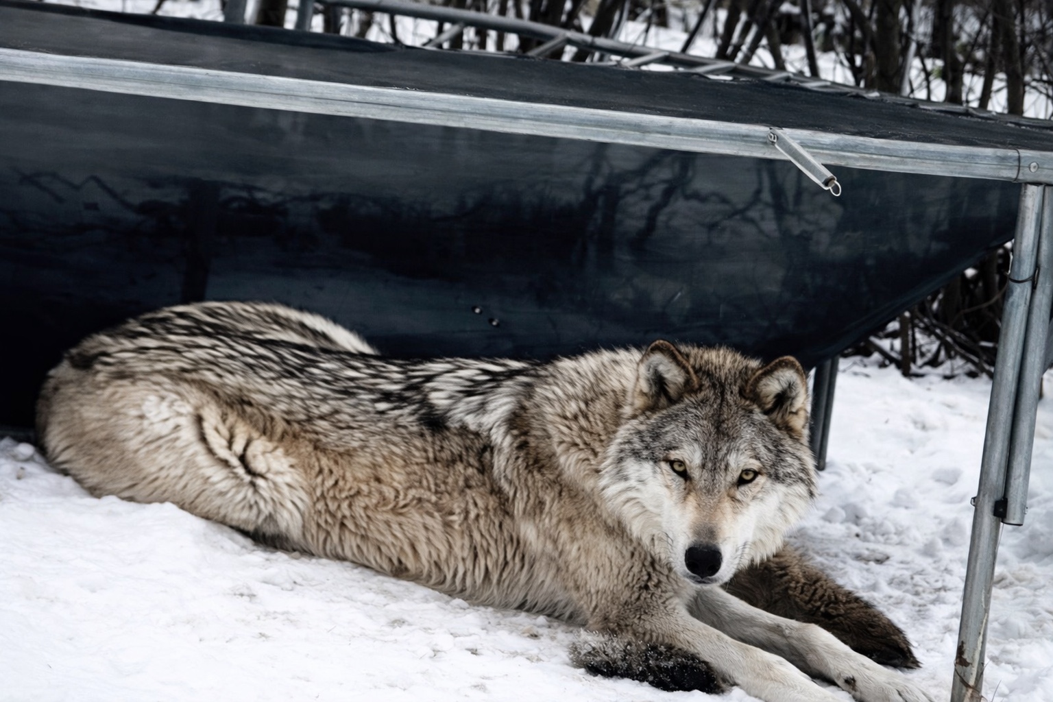 Crash resting in the snow