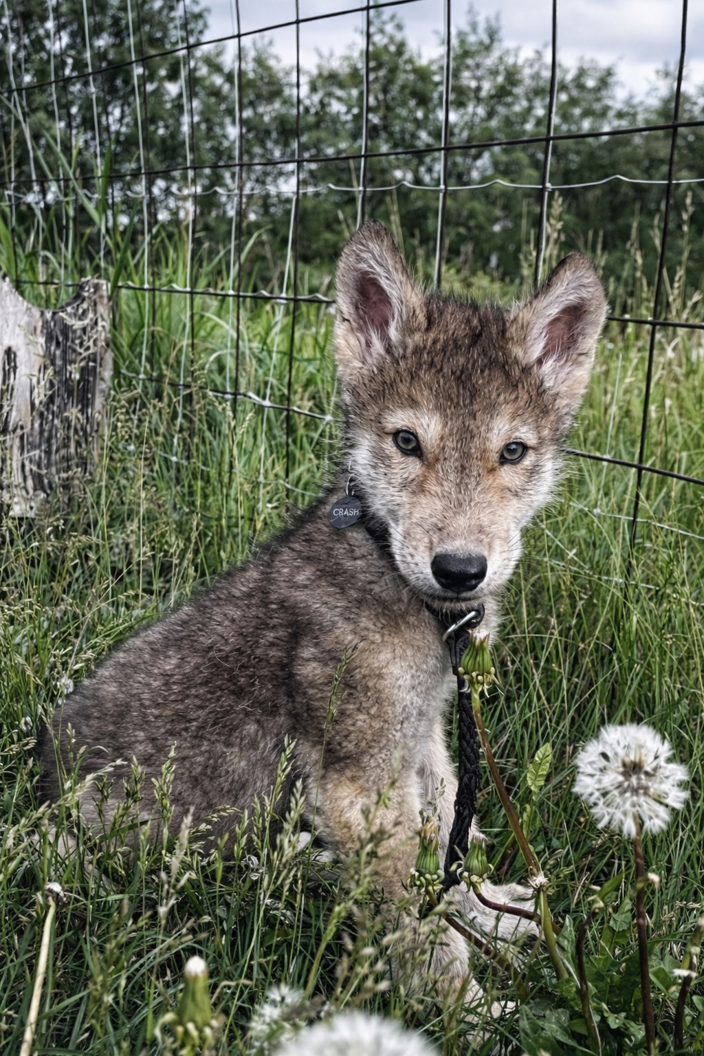 Crash as a puppy in the grass