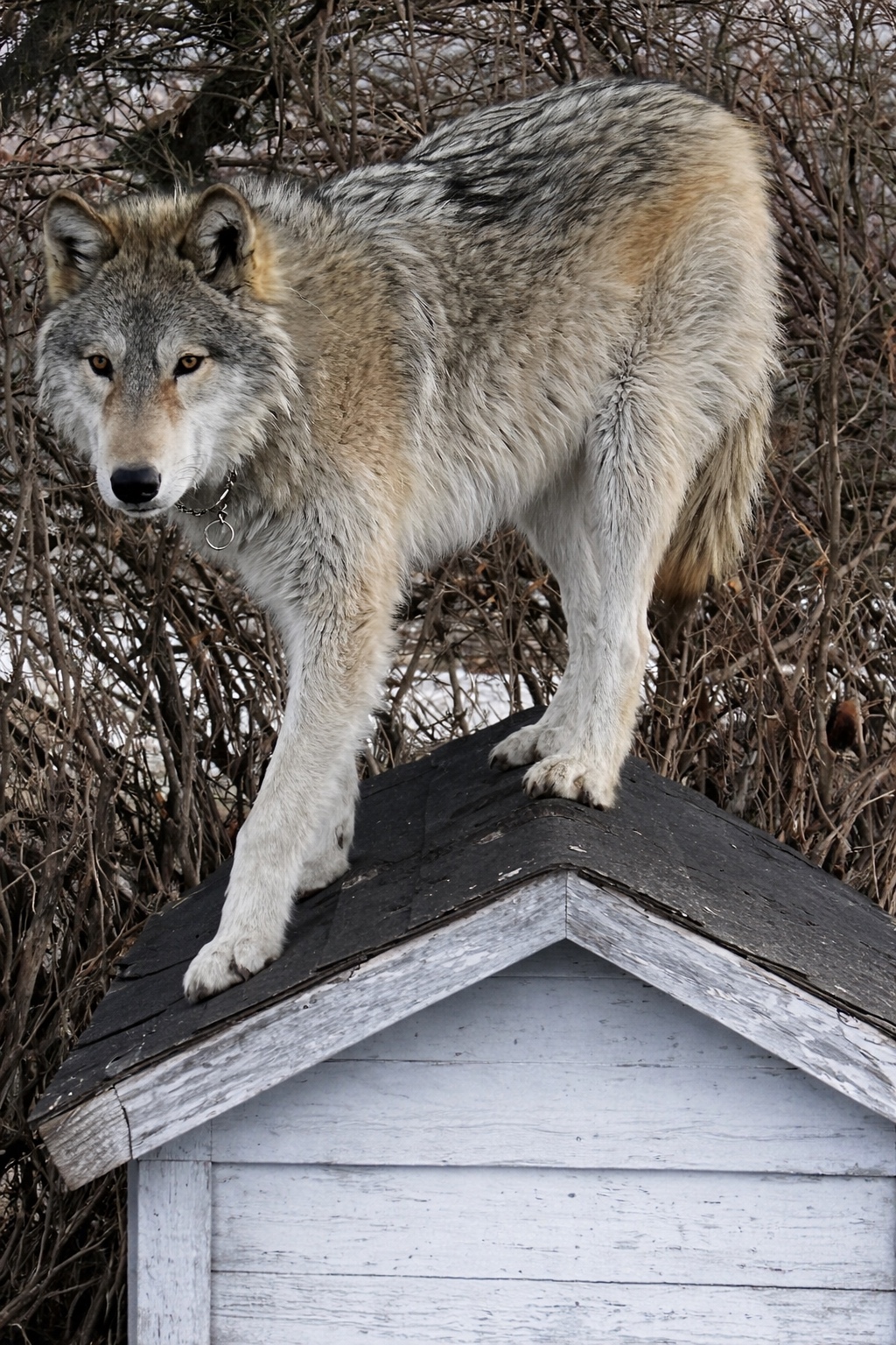 Crash standing strong on a roof